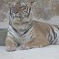 22. TIGER.jpg